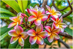 Mixed Color Plumeria Seeds for Planting Tropical Frangipani Rainbow Flower Seed Easy to Grow Colorful Blooms Perennial Patio Balcony Garden Rubra (10, Plumeria Seeds)