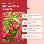 Red Weigela Live Plant Blooming Shrub, 1-2 Ft Hardy Dormant Perennial Flowering Bush for Garden Borders