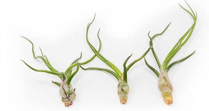 6 Pack of Wild Ones Air Plants -Tillandsia Caput Medusae, Butzii & Bulbosa Guatemala -Air Plants Live Succulent House Plants for Holders -Available in Wholesale/Bulk- Easy Care Indoor/Outdoor Plants
