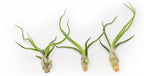Pack of Wild Ones Air Plants - Tillandsia Caput Medusae, Butzii & Bulbosa Guatemala- Succulent House Plants for Holders-Available in Wholesale/Bulk- Easy Care Indoor/Outdoor Plants (Pack of 6 Large)