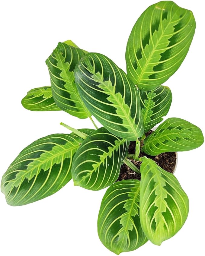 Maranta Lemon Lime (4 inch) - Pet-Friendly Houseplants - Attractive Indoor Plants, Easy to Grow, Pet Safe Plants for Cats & Dogs, Ideal for Home Decor, Office & Gift