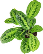 Maranta Lemon Lime (6 inch) - Lucky Houseplants - 4/6 inch Unique Live Decorative Houseplants - Easy to Care Indoor Plants, Perfect for Office, Home & Feng Shui Decor
