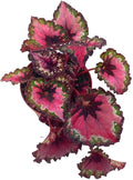 BubbleBlooms Harmony's Red Begonia Rex Series, Red and Green Holographic, 4 inch Grower's Choice Indoor House Plant