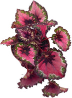 BubbleBlooms Harmony's Red Begonia Rex Series, Red and Green Holographic, 4 inch Grower's Choice Indoor House Plant