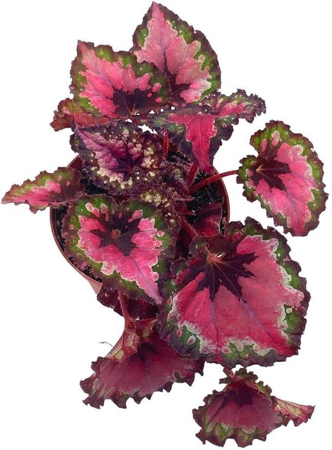 BubbleBlooms Harmony's Red Begonia Rex Series, Red and Green Holographic, 4 inch Grower's Choice Indoor House Plant