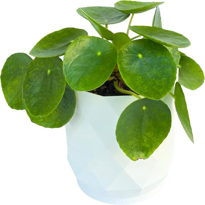 Chinese Money Plant Live (Pilea Peperomioides) in White Geometric Self-Watering Planter, Modern Indoor Houseplant, Minimalist Home & Office Desk Decor, Easy Care Gift, Air Purifying Plant