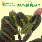 Thorsen's Greenhouse Red Prayer Plant, Live Indoor Plant, Pet Friendly, Popular Houseplant, Red Maranta, Easy to Grow, 4" Diameter Pot (Natural)