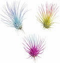 Live Colored Air Plants 3 Pack - Vibrent Color Enhanced Tillandsia, Easy Care Indoor Outdoor Houseplant, Home Decor, Terrariums & Gifts