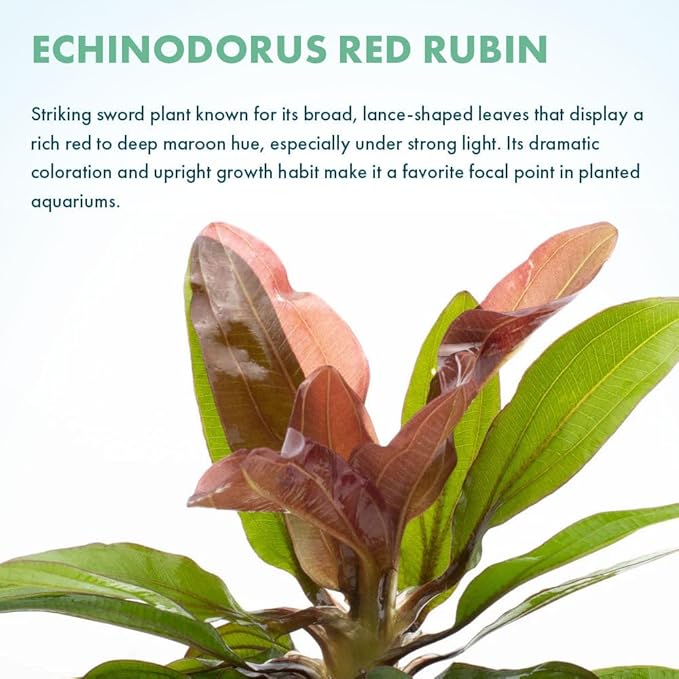 SubstrateSource Live Plants - Echinodorus Red Rubin (Echinodorus ‘Red Rubin’) - Medium to High Light, Red-Green Accent, Midground to Background Placement - Rosette Growth - Pot, 3 Pack