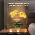 HOMESEASONS Orchid Lamp-LED Lighted Orchid Arrangements,Pre Lit Artificial Orchid,Light Up Flower Lights, Faux Orchid Phalaenopsis Arrangement (White)