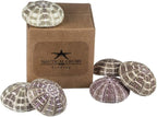 Alfonso Sea Urchins Shells for Air Plants - 6 Alphonse (2-3") Sea Urchin Shells - Hanging Air Plant Holder - Air Plants Live Holders - Air Plant Pot - No Plants Included