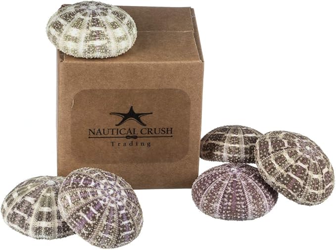 Alfonso Sea Urchins Shells for Air Plants - 6 Alphonse (2-3") Sea Urchin Shells - Hanging Air Plant Holder - Air Plants Live Holders - Air Plant Pot - No Plants Included
