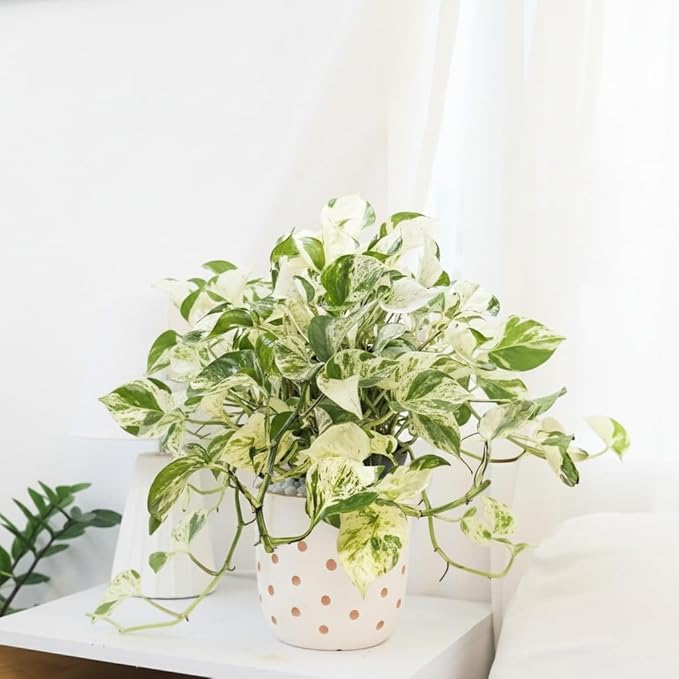 Pothos Manjula (4" Grower Pot) - Low Light and Healthy Houseplant - Easy to Care Indoor Plants - Live Healthy Houseplant for Home Office Decoration
