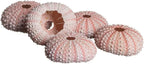 Nautical Crush Trading Sea Urchins Shells for Air Plants - 5 Pink (1-2") Sea Urchin Shells - Hanging Air Plant Holder - Air Plants Live Holders - No Plants Included
