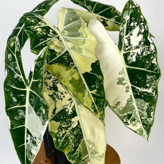 2 Frydek Alocasia Plants Live Houseplant for Indoor Outdoor Growing, 4 to 8 Inches Tall, Rare and Hardy