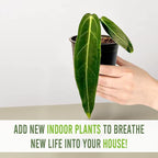 LEAL PLANTS ECUADOR Anthurium Warocqueanum & Philodendron Mamei Silver (Pack of 2), Rare Exotic Indoor Plants in 4” Pots | Air-Purifying & Easy-Care Houseplants| Perfect for Home & Office Décor