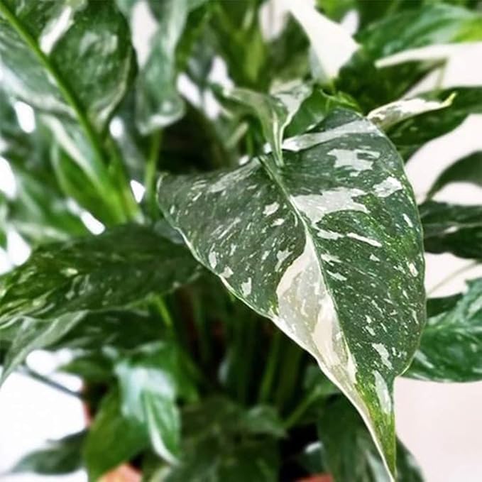 American Plant Exchange Variegated Peace Lily 'Domino' – 6-Inch Pot w/Deco Cover, 1-2 Ft Tall, Live Indoor Flowering Houseplant, Easy Care, Low Light, Housewarming, Sympathy, or Party Gift
