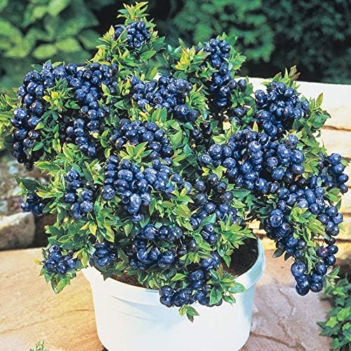 Two Healthy Live Plants of Blueberry Plants Top Hat - 4" ~ 6" Tall Each