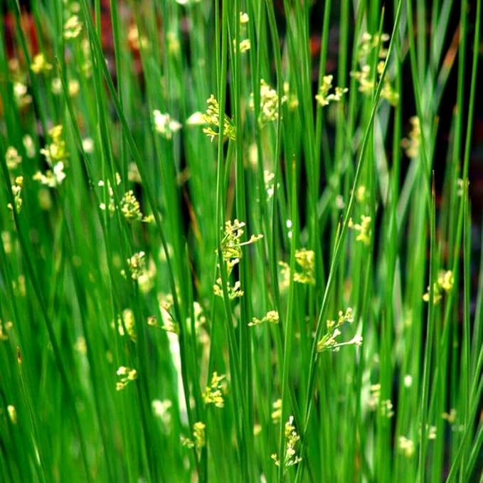 Perennial Farm Juncus Effusus (Common Rush/Soft Rush) – Live Ornamental Grass in 1 Quart, Upright Green Stems, Deer Resistant, Ideal for Rain Gardens, Water Features & Wetland Borders