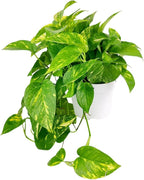 Pothos Golden (6 inch) - Lucky Houseplants - 4/6 inch Unique Live Decorative Houseplants - Easy to Care Indoor Plants, Perfect for Office, Home & Feng Shui Decor