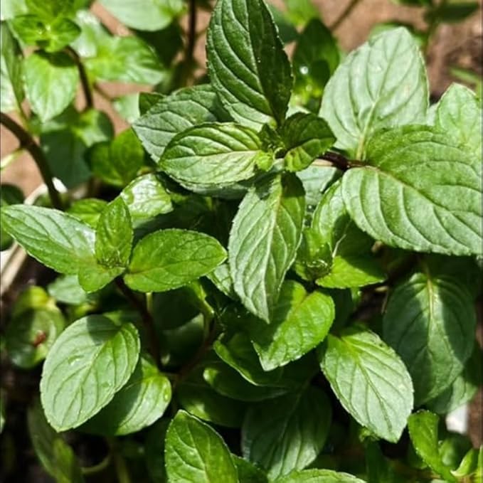 Chocolate Mint Plants Live, Mint Plants for Inside and Home Décor, 3-Inch Potted Fresh Herb for Kitchen Gardens and Indoor Growing