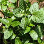 Chocolate Mint Plants Live, Mint Plants for Inside and Home Décor, 3-Inch Potted Fresh Herb for Kitchen Gardens and Indoor Growing