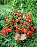 40+ Seeds Indoor Dwarf Tomato Year-Round - Vegetable Red