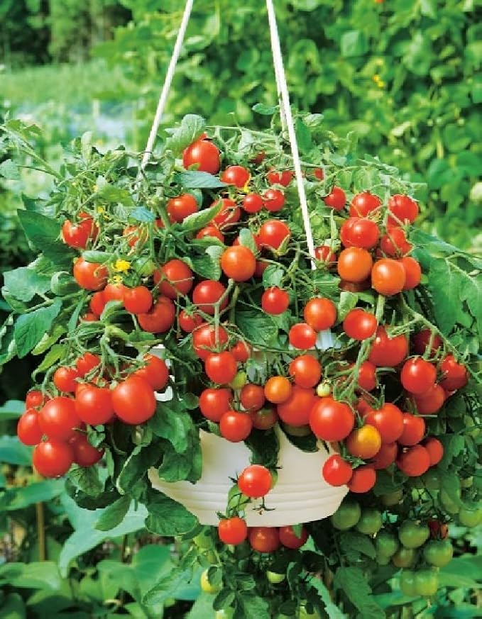 40+ Seeds Indoor Dwarf Tomato Year-Round - Vegetable Red