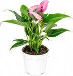 Anthurium Purple Zizou Flowering Live Plant, Houseplant with Long Lasting Blooms, Easy-Care Anthurium for Indoor Decor