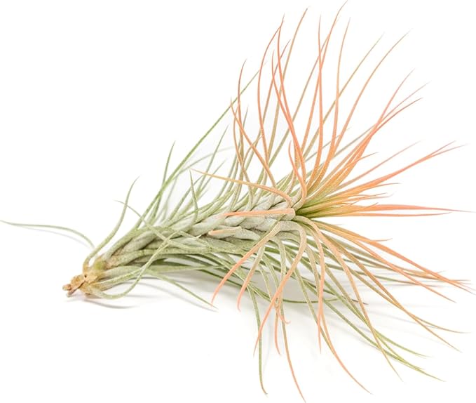Coral Colorful Tillandsia Air Plants - Long Lasting Color Enhanced Live Tillandsia Succulent House Plants - Home and Garden Decor - Easy Care Indoor/Outdoor Plants (Funckiana, Single)