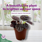BubbleBlooms Red Peperomia caperata, Red Emerald Ripple, Frost, Platinum, in a 2 inch Pot Tiny Mini Pixie Plant