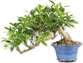 Brussel's Bonsai - Live Golden Gate Ficus Bonsai Tree in Ceramic Bonsai Pot, Indoor Bonsai Plant, 4 Inches Tall, Easy Care Houseplant for Home or Office (Small, Green)