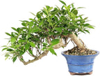 Brussel's Bonsai - Live Golden Gate Ficus Bonsai Tree in Ceramic Bonsai Pot, Indoor Bonsai Plant, 4 Inches Tall, Easy Care Houseplant for Home or Office (Small, Green)