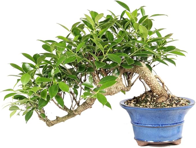 Brussel's Bonsai - Live Golden Gate Ficus Bonsai Tree in Ceramic Bonsai Pot, Indoor Bonsai Plant, 4 Inches Tall, Easy Care Houseplant for Home or Office (Small, Green)
