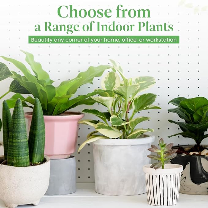 American Plant Exchange Monstera Adansonii 6-Inch – Live Swiss Cheese Vine Plant, Easy-Care Trailing Houseplant, Low-Maintenance Air-Purifying Greenery for Home, Office & Garden Décor