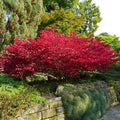 Brighter Blooms - Dwarf Burning Bush, 2 Gallon - No Shipping to AK, AZ, HI, IA, MA, MD, ME, MO, NH, NY, OR, PA, VT, WI