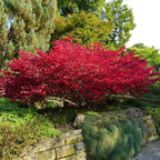 Brighter Blooms - Dwarf Burning Bush, 2 Gallon - No Shipping to AK, AZ, HI, IA, MA, MD, ME, MO, NH, NY, OR, PA, VT, WI