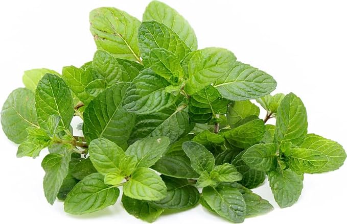 Berries and Cream Mint Live Plants (5-9") - Pack of 3 (Three) - Rare Mentha Sp. Culinary Herb - Sweet Fruity Aroma for Tea & Desserts - Fast Growing Indoor/Outdoor Container Garden