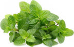 Berries and Cream Mint Live Plants (5-9") - Pack of 3 (Three) - Rare Mentha Sp. Culinary Herb - Sweet Fruity Aroma for Tea & Desserts - Fast Growing Indoor/Outdoor Container Garden