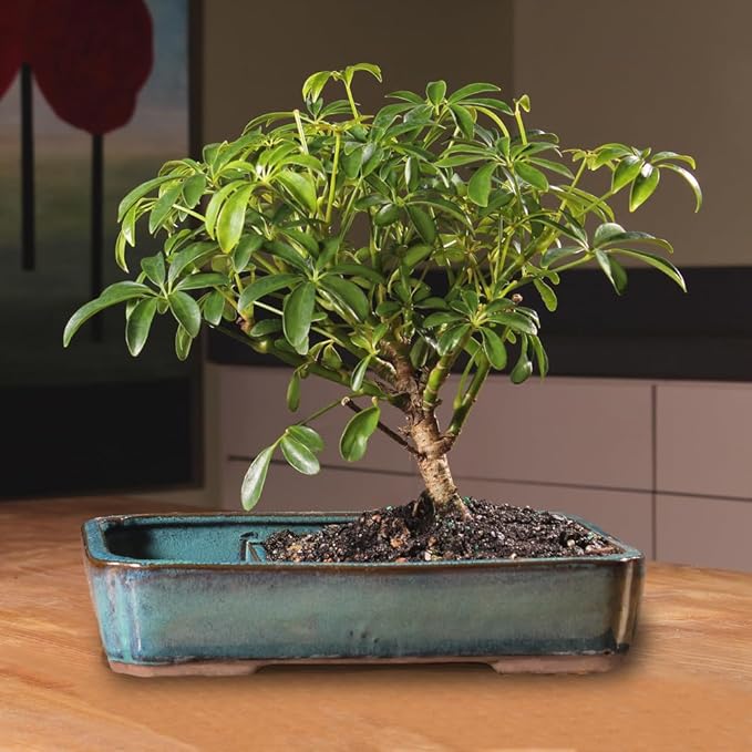 Brussel's Bonsai Live Hawaiian Umbrella Bonsai Tree - Medium, 5 Year, 6 to 10 Inches Tall - Indoor Bonsai Tree with Water Bonsai Pot