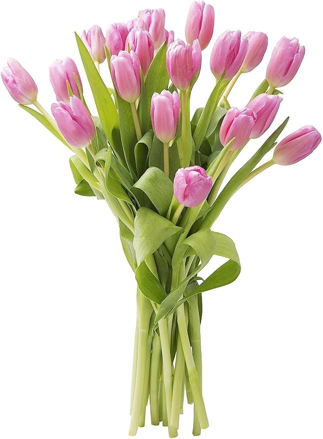 KaBloom - Barbie Pink Tulip : Bouquet of 20 Fresh Pink Tulip with Vase - Fresh Flowers for Birthday, Valentine's & Mother's Day