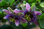 Seeds Passionflower Purple Beautiful Exotic Flower Perennial Outdoor Garden Cut Flowers for Planting Non GMO