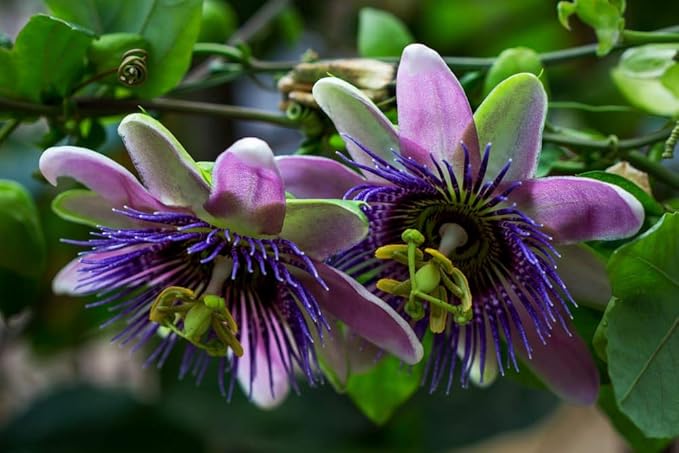 Seeds Passionflower Purple Beautiful Exotic Flower Perennial Outdoor Garden Cut Flowers for Planting Non GMO