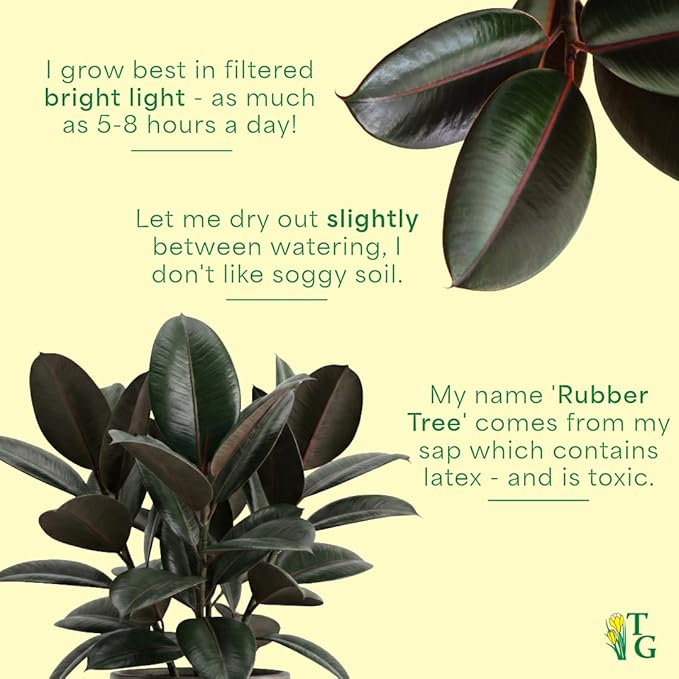 Thorsen's Greenhouse Ficus elastica, Live Indoor Plant, Rare Variety, Natural Air Purifier, Burgundy Rubber Plant, 4-Inch Diameter Pot (Coffee)