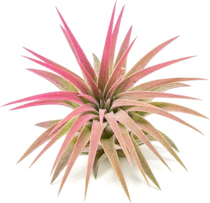 Raspberry Colorful Tillandsia Air Plants - Long Lasting Color Enhanced Live Tillandsia Succulent House Plants - Home and Garden Decor - Easy Care Indoor/Outdoor Plants (Ionantha Rubra, Single)