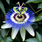 Passion Flower Plant Live, Passiflora Flowering Vine, Trailing Passion Flowers 4 to 8 Inch Tall (Rare Blue)