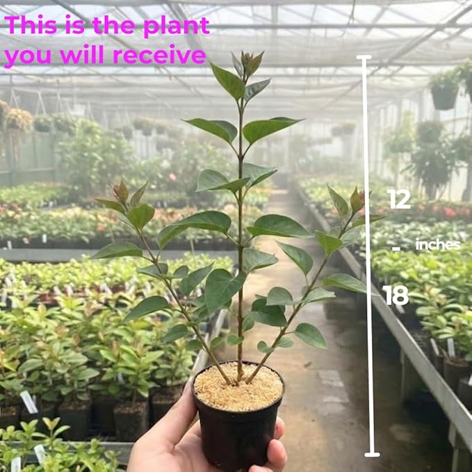 Miss Kim Lilac Bush Live Plant in Quart Pot, Fast Growing Korean Lilac Tree, Fragrant Flowering Shrubs for Garden Landscaping