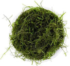 Marcus Fish Tanks Java Moss Freshwater Aquarium Plants Java Moss Live Plant for Aquarium