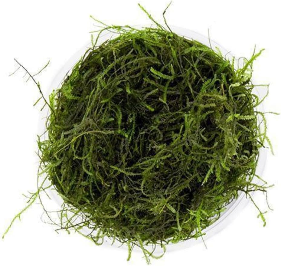 Marcus Fish Tanks Java Moss Freshwater Aquarium Plants Java Moss Live Plant for Aquarium