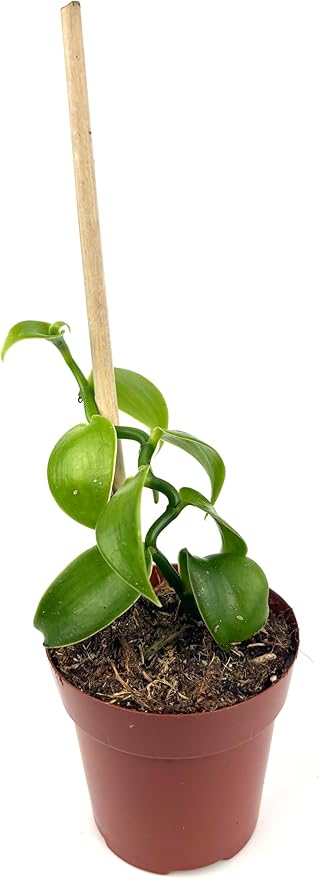 Live Vanilla Bean Orchid Plant, 2.5 inch Pot with Bamboo Pole, Indoor Growing, Pet Safe